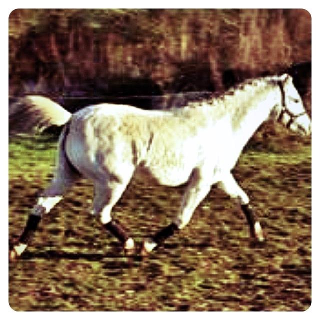 Welsh Pony (sec B) Ariel billede 3