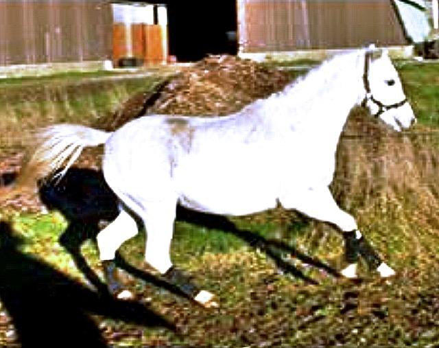 Welsh Pony (sec B) Ariel billede 4