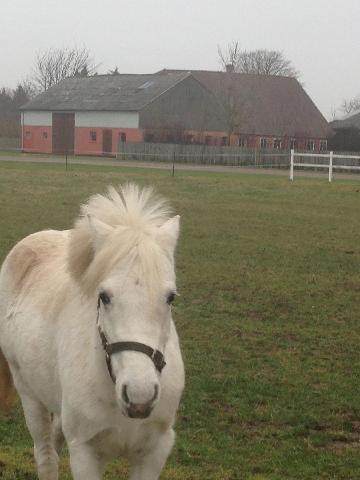 Welsh Pony (sec B) Ariel billede 5