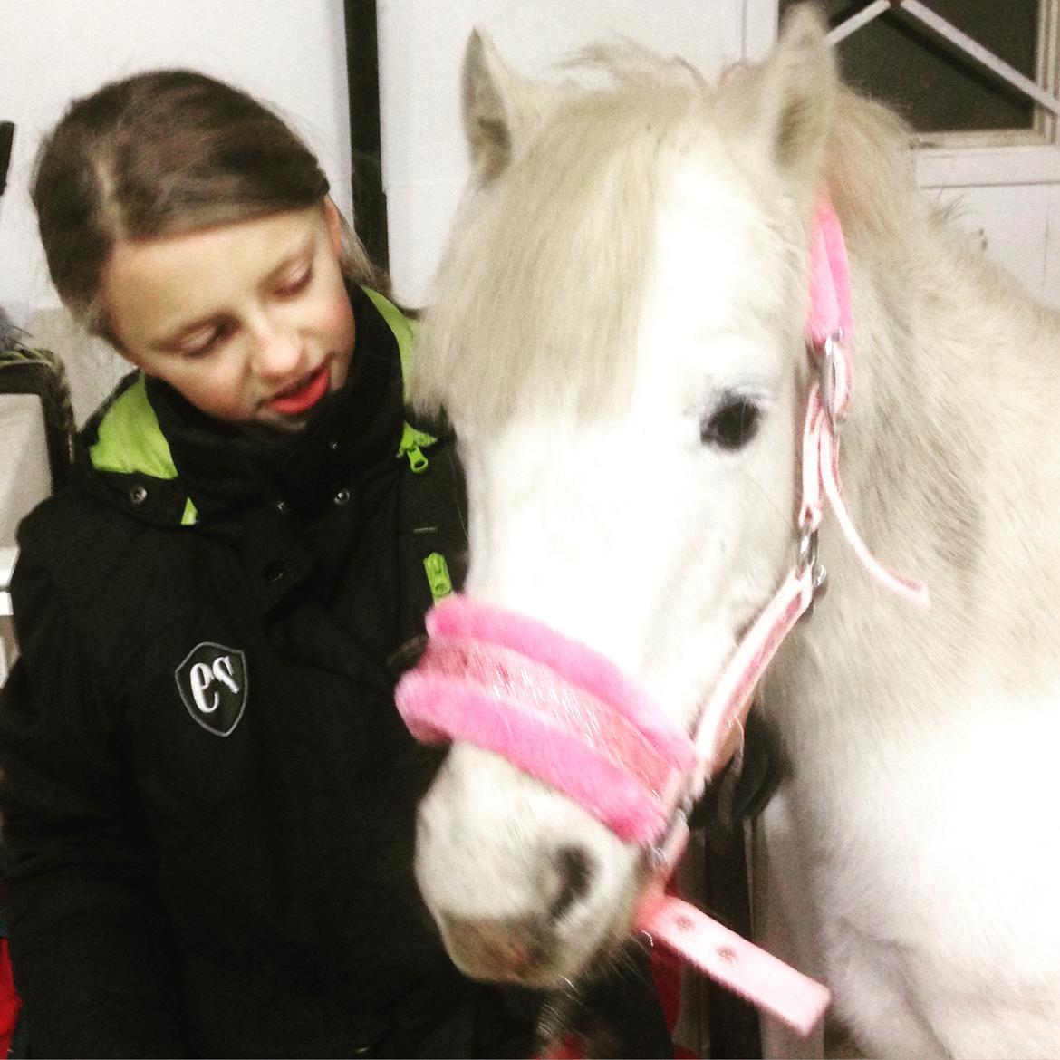Welsh Pony (sec B) Ariel billede 7