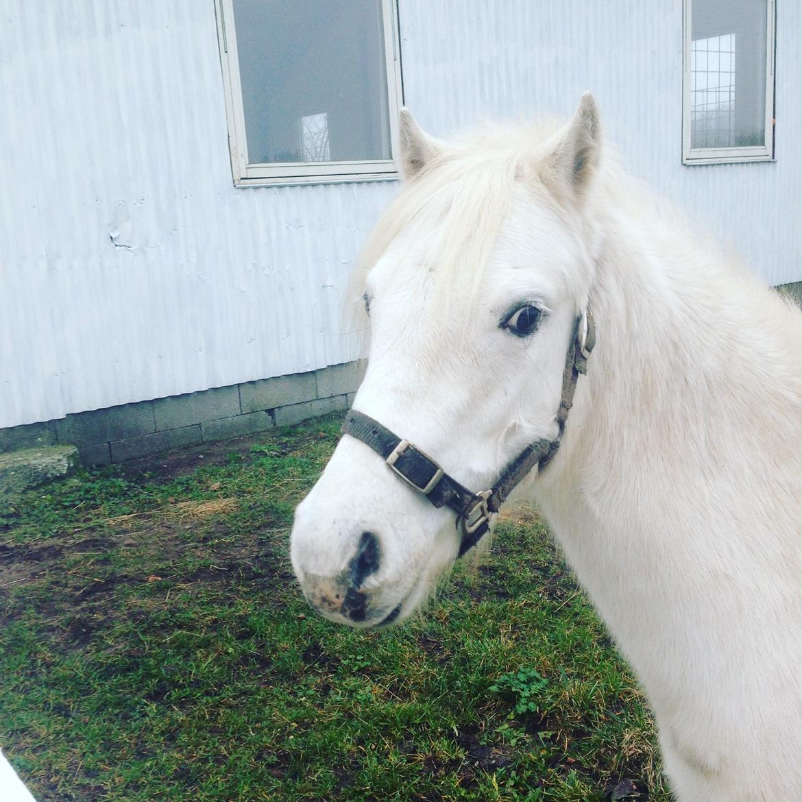 Welsh Pony (sec B) Ariel billede 6
