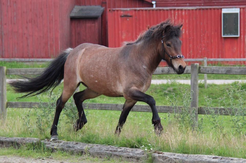 Islænder Djarfgengur fra Boddum billede 17