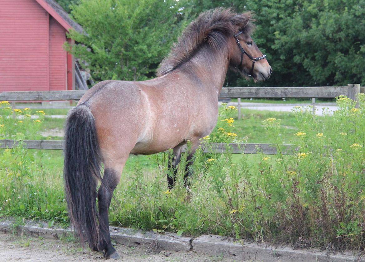 Islænder Djarfgengur fra Boddum billede 19