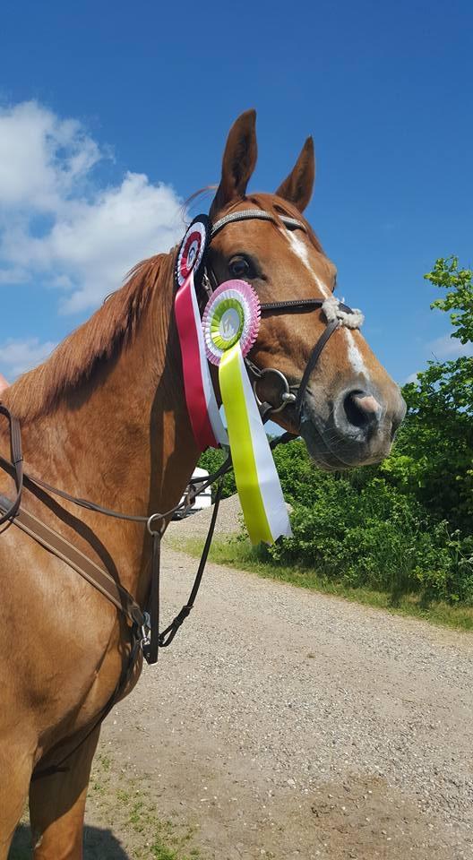 Anden særlig race Rafiki billede 16