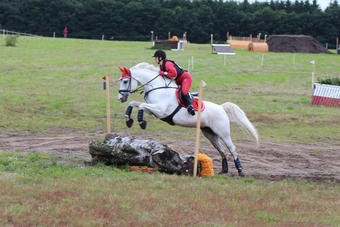 Anden særlig race Miss Furio - kallehavegård 2016 billede 27