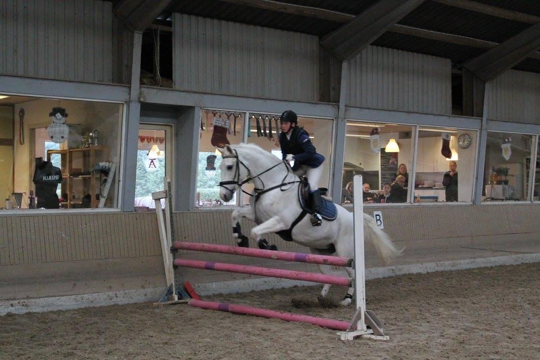 Anden særlig race Miss Furio - favrskov ld 2016 billede 29