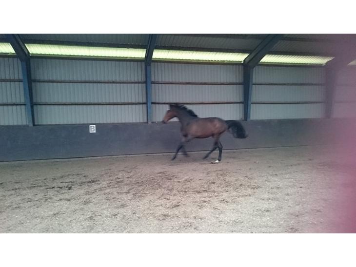 {{currentPhoto.altText}} billede {{currentPhoto.number}}