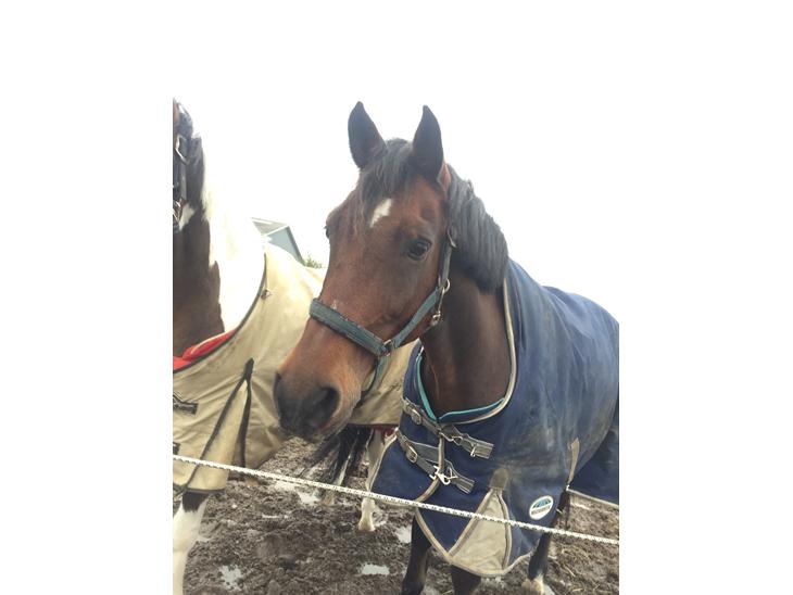 {{currentPhoto.altText}} billede {{currentPhoto.number}}