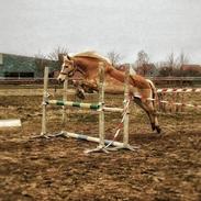 Tyroler Haflinger Higeta