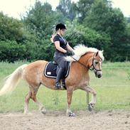 Tyroler Haflinger Higeta