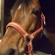 Anden særlig race Cassiopeia