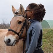 Fjordhest Cecilie