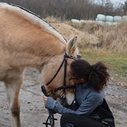 Fjordhest Cecilie