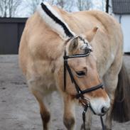 Fjordhest Cecilie