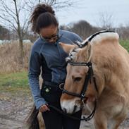 Fjordhest Cecilie