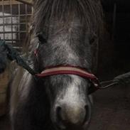 Shetlænder Maggie