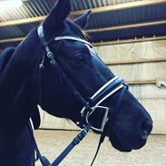 Trakehner Esther l