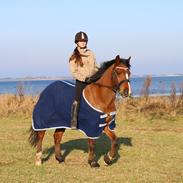 New Forest Bryggergårdens Ecuador {SOLGT}