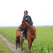 New Forest Bryggergårdens Ecuador {SOLGT}