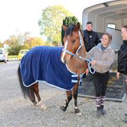 New Forest Bryggergårdens Ecuador {SOLGT}