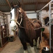 Irish Cob Lindes Zola