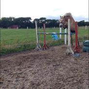 Haflinger Fansera