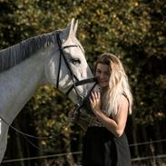 Dansk Varmblod Lykkesborgs Rhode Island