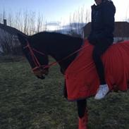 Traver Bette Nøk S