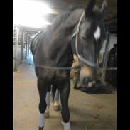 Oldenborg Vojumgård's unik