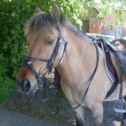 Anden særlig race Lux