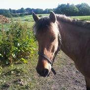 Anden særlig race Lux