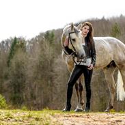 Tysk Oldenburger Edinburgh