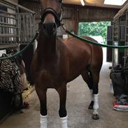 Welsh Cob (sec D) Enggårdens cæsar