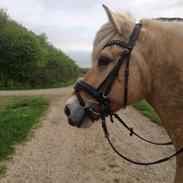 Fjordhest Solgårdens Skipper (SOLGT)