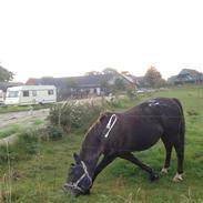 Anden særlig race Simone (Skinke)