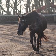 Anden særlig race Simone (Skinke)