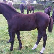 Schweres Warmblut Sugar Hedegaard