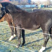 Schweres Warmblut Sugar Hedegaard