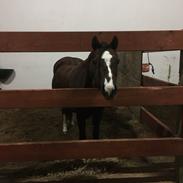 Welsh Pony (sec B) Lyngvejens peteuska