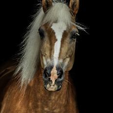 Tyroler Haflinger Higeta