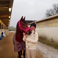 Anden særlig race Cassiopeia [Tidl. Hest]