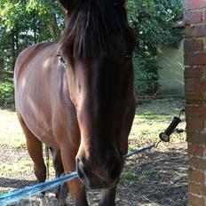 Dansk Varmblod Kidholms Lord Watzon