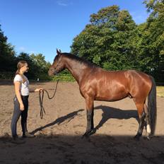 Dansk Varmblod Kidholms Lord Watzon