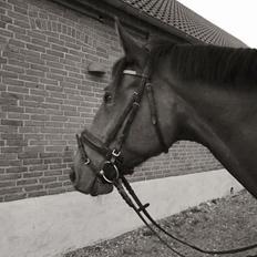 Dansk Varmblod Kidholms Lord Watzon