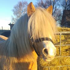Welsh Mountain (sec A) Bavaria
