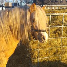 Welsh Mountain (sec A) Bavaria
