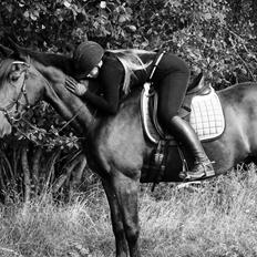 Dansk Varmblod Shadow 