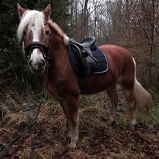 Haflinger KBK 9 Haily