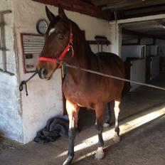 Dansk Varmblod Chanell (Gimpe) 