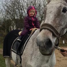 Dansk Varmblod Zirikit